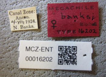 Media type: image;   Entomology 16202 Aspect: labels